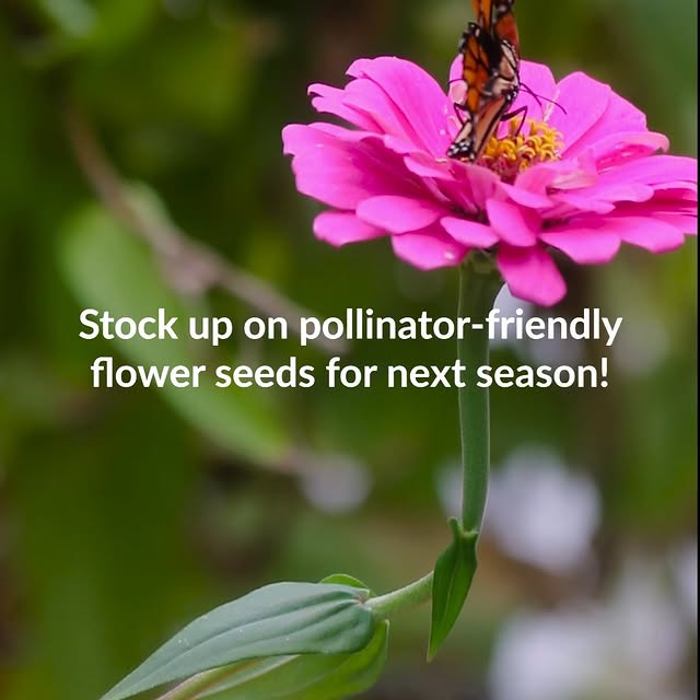 Post by ferrymorseseed