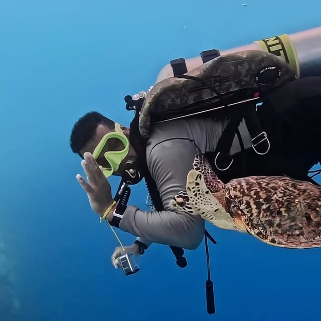 Post by divingmaldive