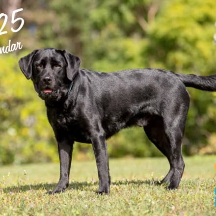 Post by labrador.rescue.australia