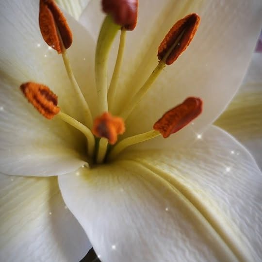 Post by territoryofflowers