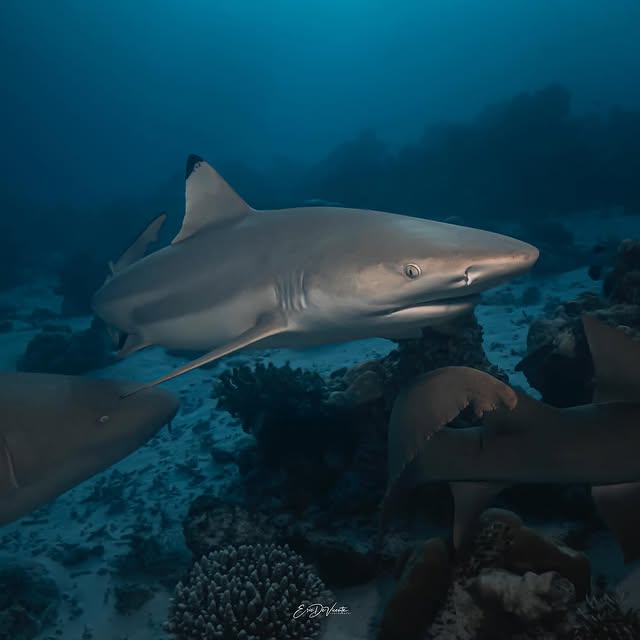 Post by ericdevicente