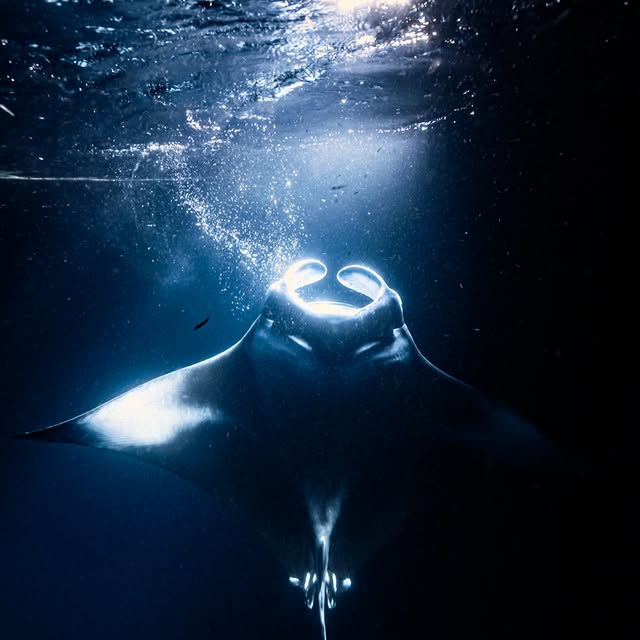 Post by akky_underwater