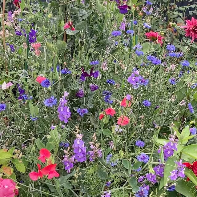 Post by charlies_blooms