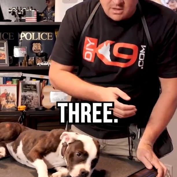 Post by braintrainingdogs_easy