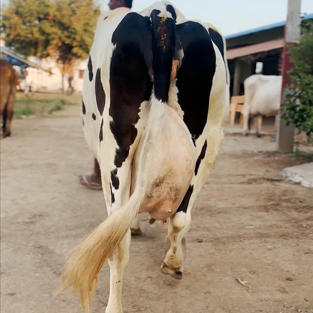 Post by farmingbusiness2020