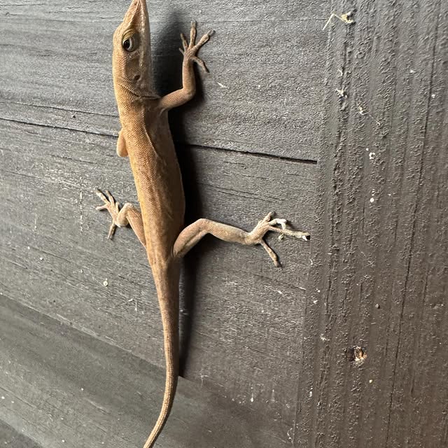 Post by greenhorngrove