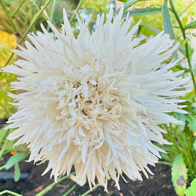 Post by fishtailcottage