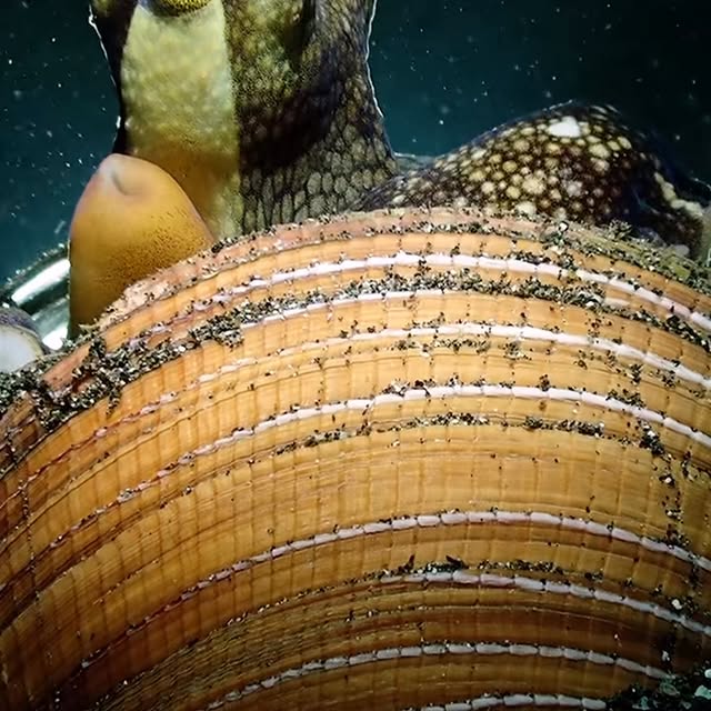 Post by backscattervideophoto