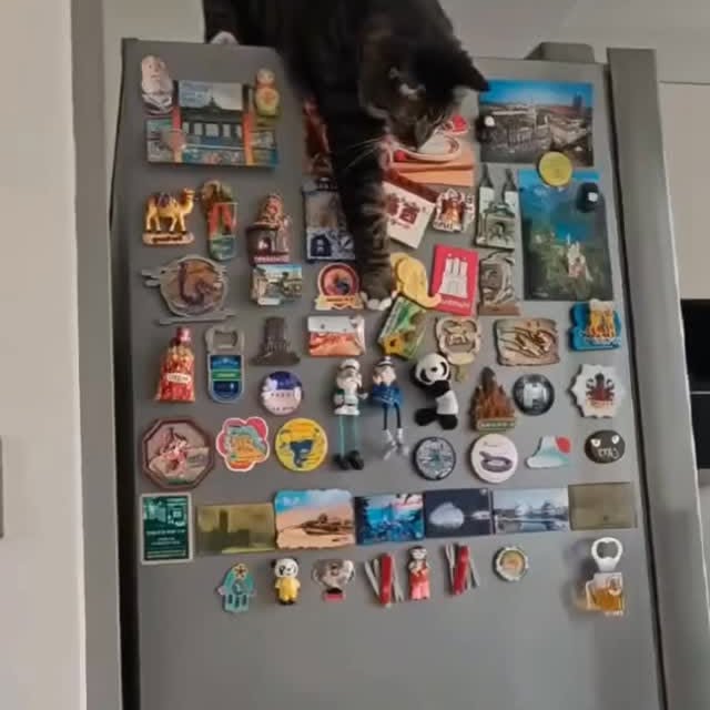 Post by dailycats.co