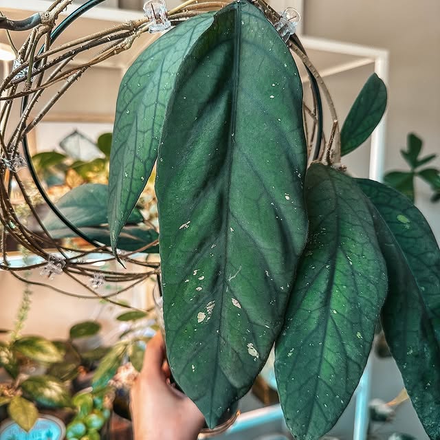 Post by my_plant_haven