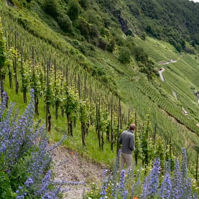 Post by littlewine.io