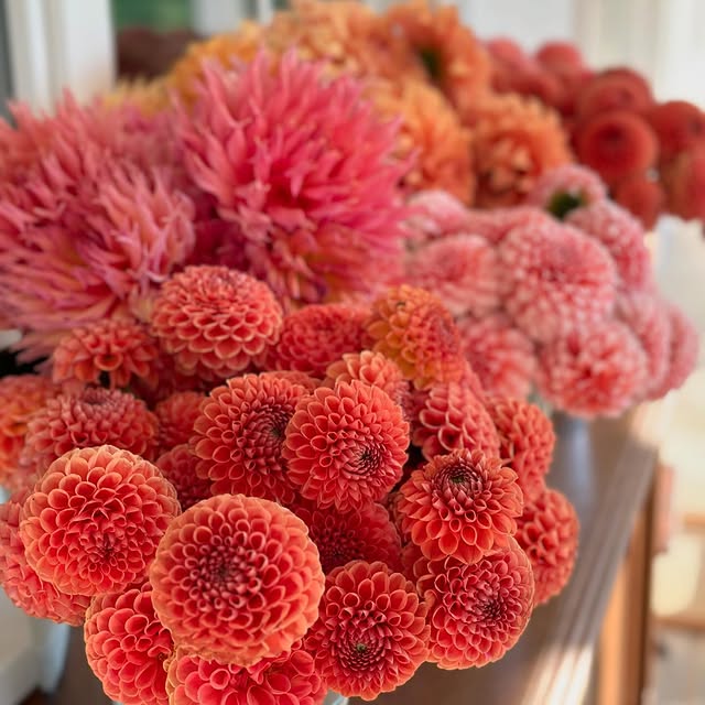 Post by serenada_dahlias