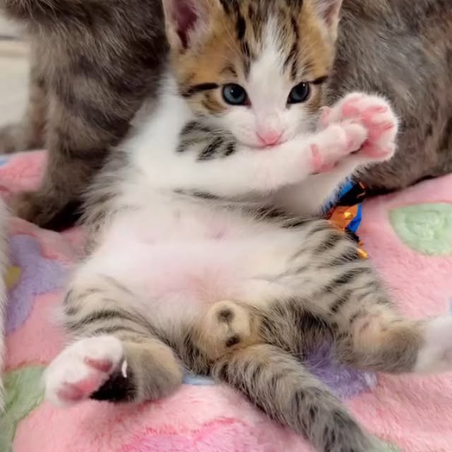 Post by houseofkittyss