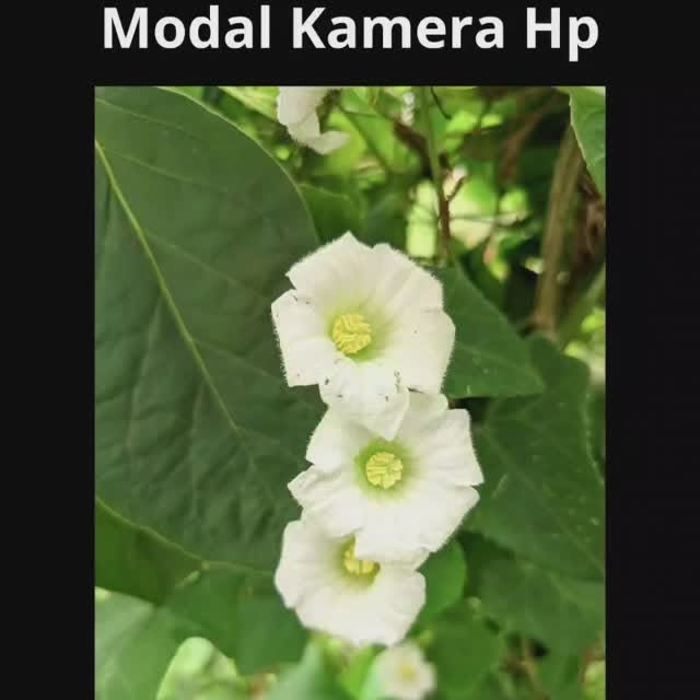 Post by triariawan95