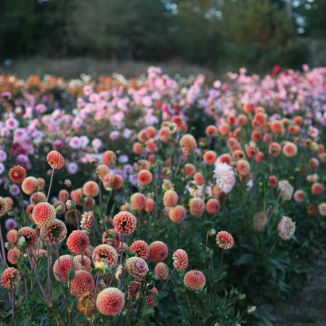 Post by serenada_dahlias