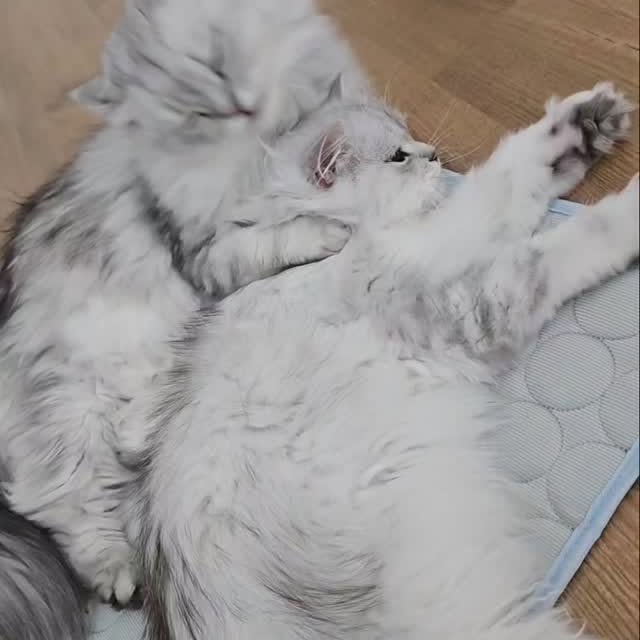 Post by ollie.frenkie