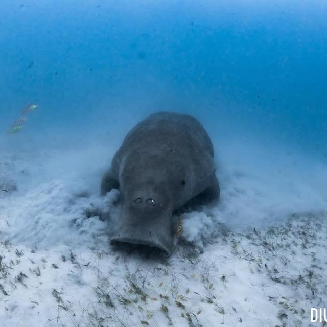 Post by dive_journey