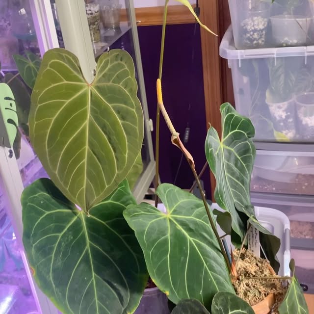 Post by kellylynn.plants