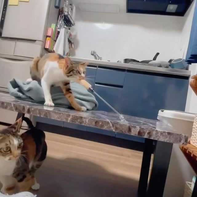 Post by cat.memes.hub