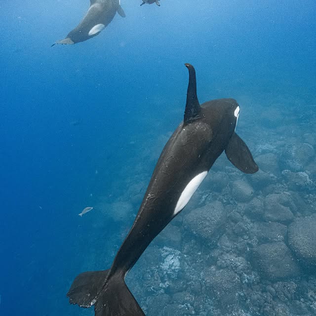 Post by pelayosalinas