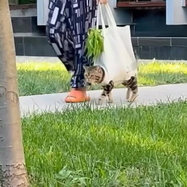 Post by dailycats.co