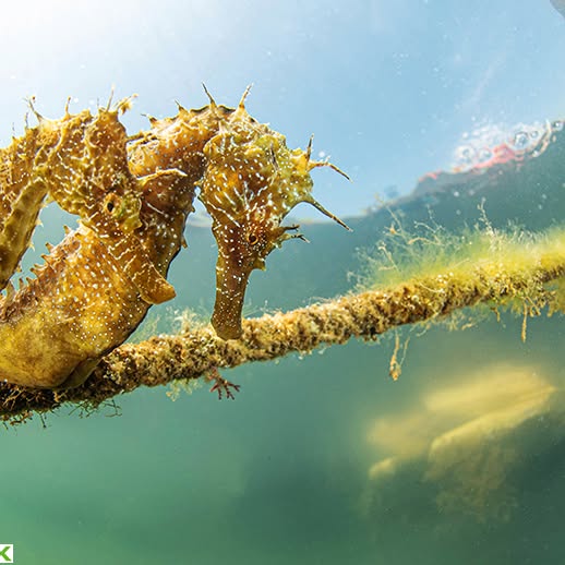 Post by javiermurciarequena