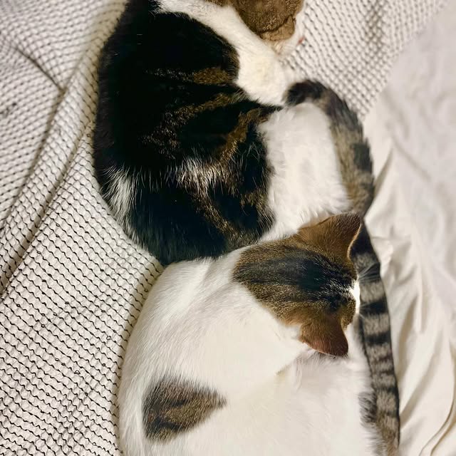 Post by lady.lola.and.her.boys