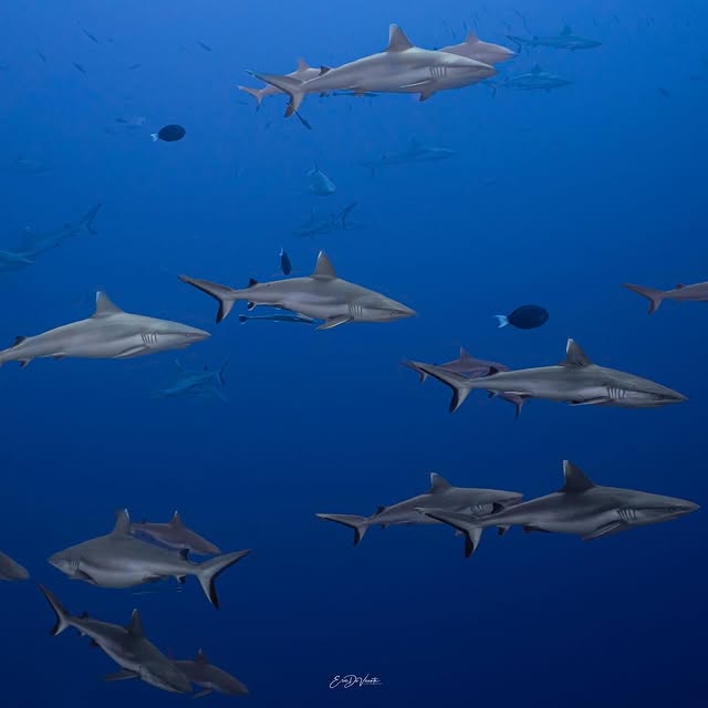 Post by ericdevicente