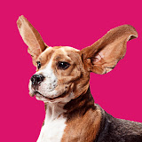 The Pet Collective's profile picture