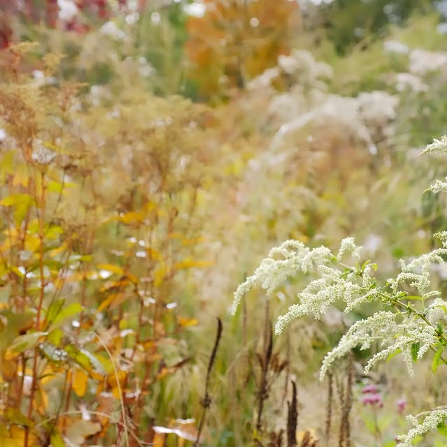 Post by arcadia_landscape_design