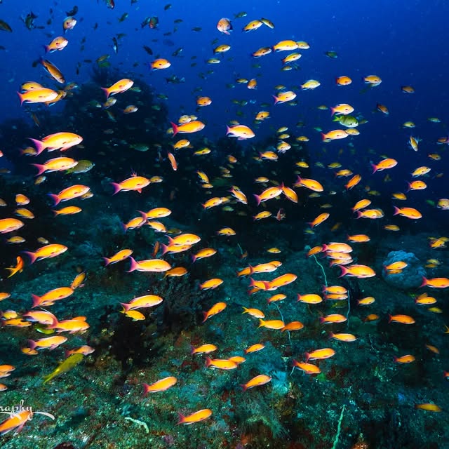 Post by wildkirinphotography