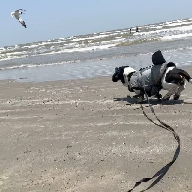 Post by sirbassetwinston