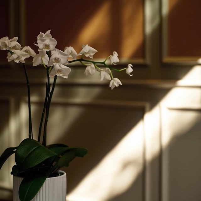 Post by capellashanghai