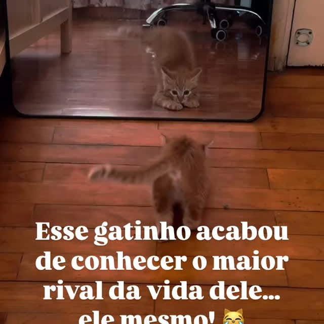 Post by snoopymaxtinho