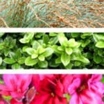 HEDGE Garden Design & Nursery's profile picture