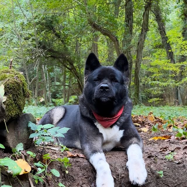 Post by bushcraft_hakan_karahan