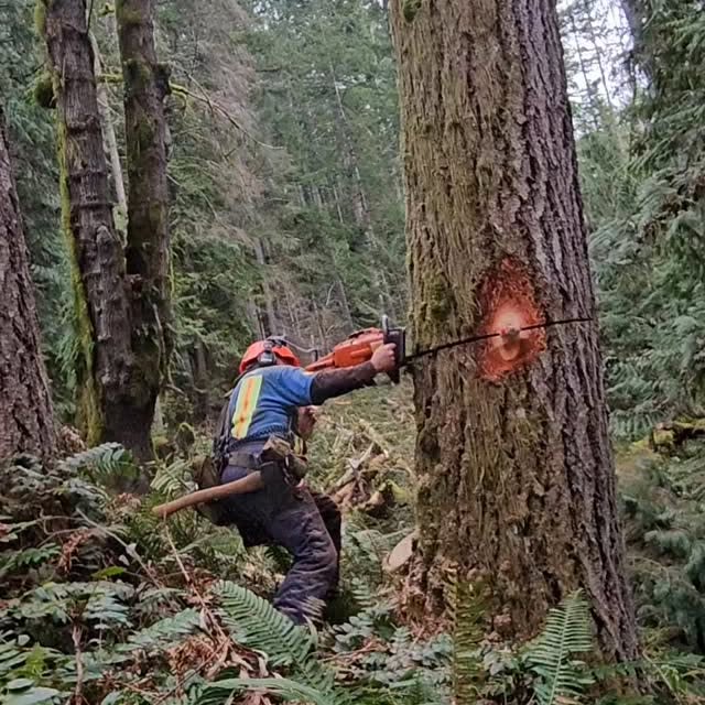 Post by nighthawkfalling