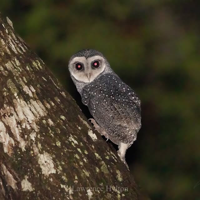 Post by hylton_in_nature