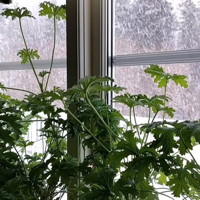 Post by gamla_kafehuset