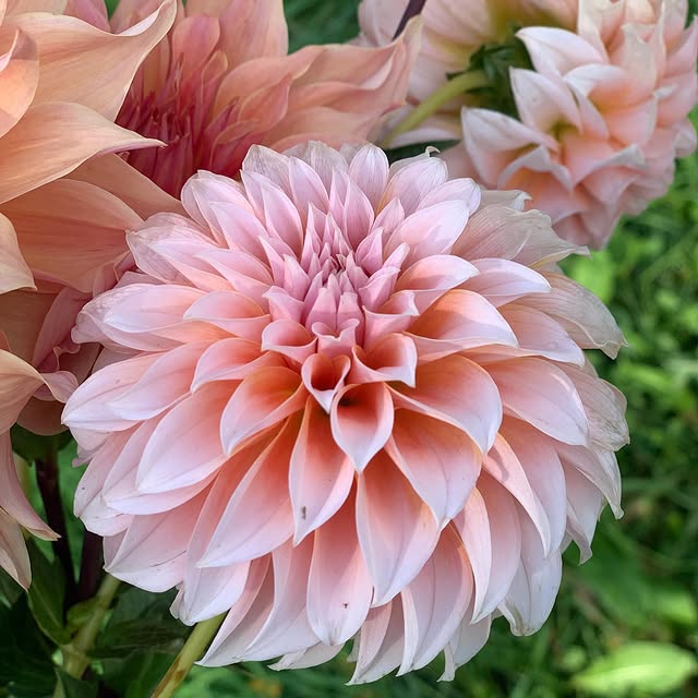 Post by serenada_dahlias