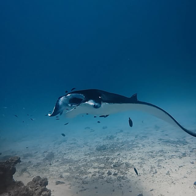 Post by divingmaldive