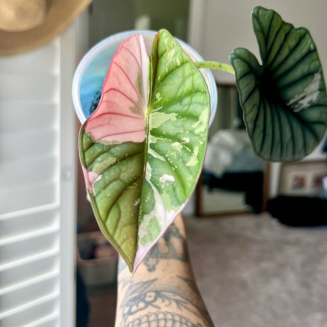 Post by alltheplantys