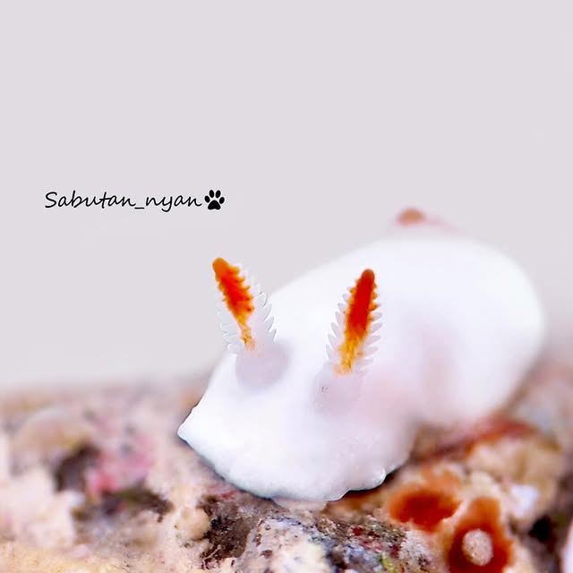 Post by sabutan_nyan