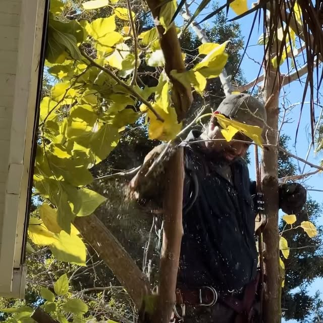 Post by banueloslandscaping