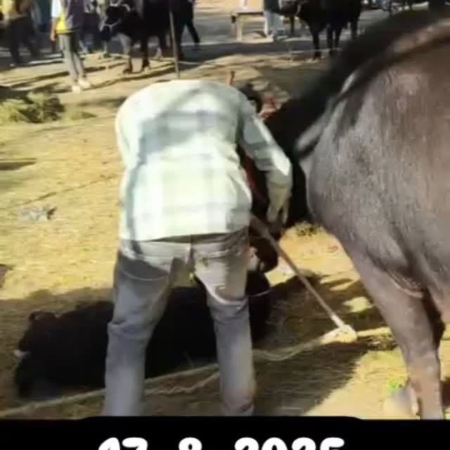 Post by malviya_dairy_farm_143