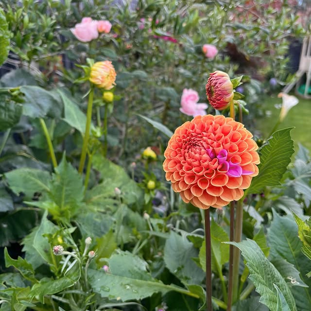 Post by charlies_blooms