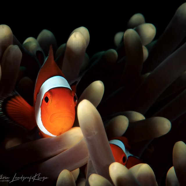 Post by kathrin_underwater