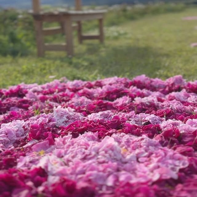 Post by taufferdeisi