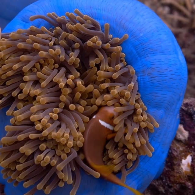 Post by divingmaldive