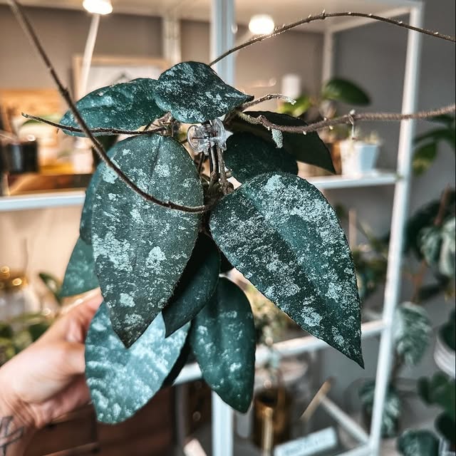 Post by my_plant_haven